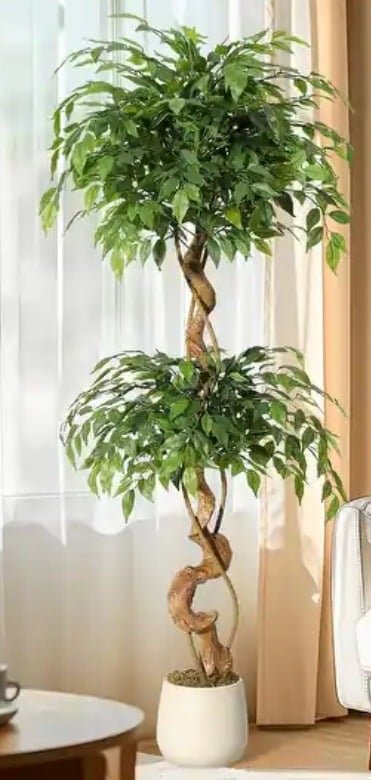 Spiral-Stem Ficus: Unique Artificial Ficus Tree for Topiary Lovers