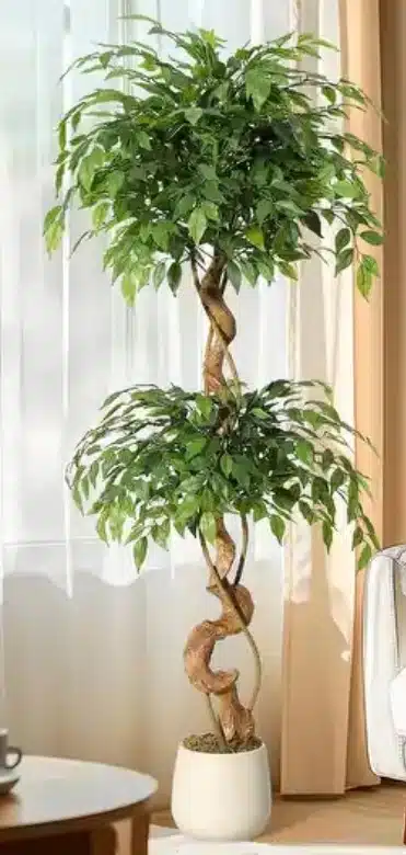 Spiral-Stem Ficus: Unique Artificial Ficus Tree for Topiary Lovers