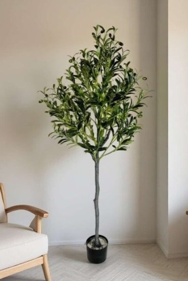 baumfreund philodendron xanadu Xanadu Philodendron