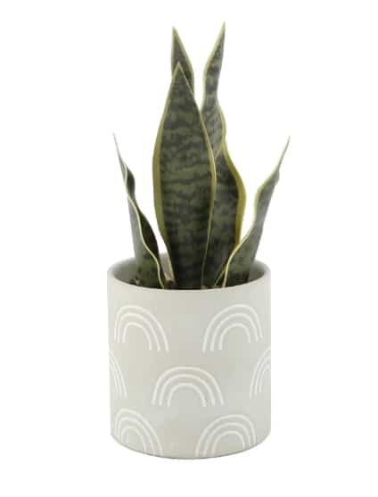 Fake Hand-Painted Snake Plant