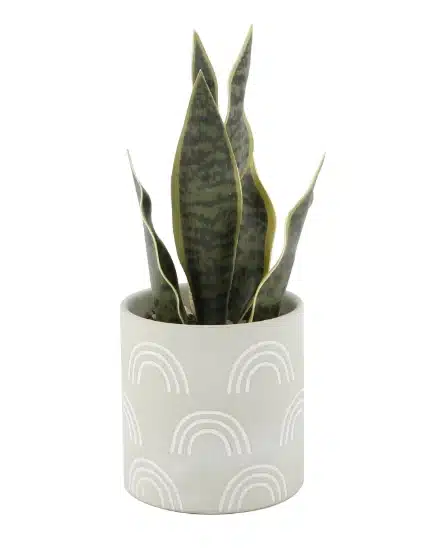 Fake Hand-Painted Snake Plant
