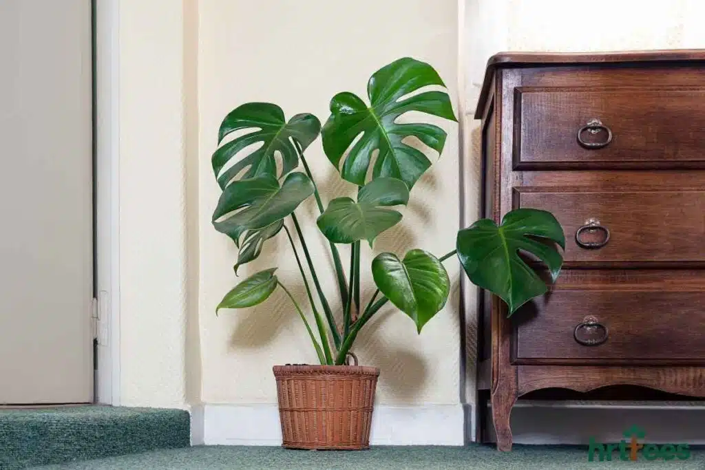 luxury artificial indoor Monstera Deliciosa faux plant