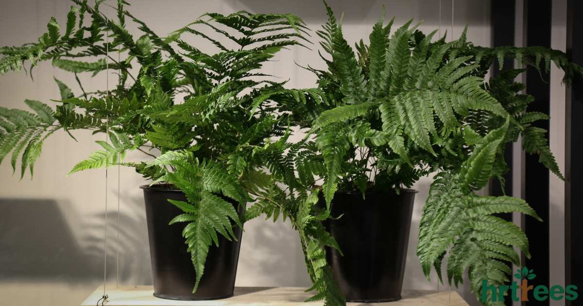 luxury artificial plants featured image