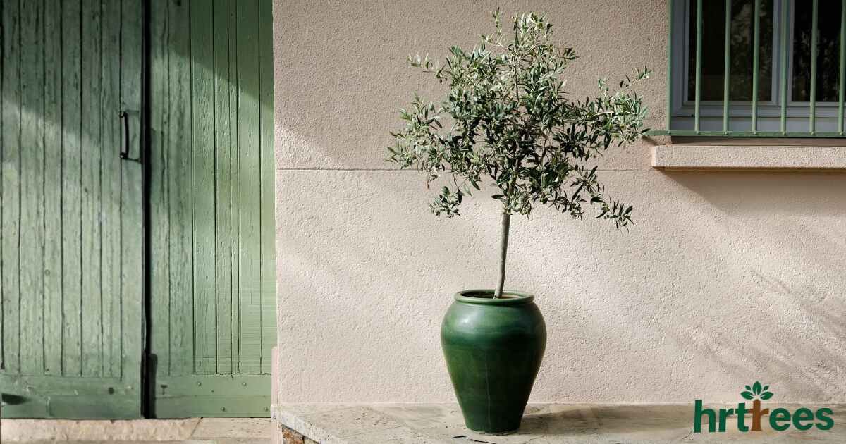 most realistic artificial olive tree featured image