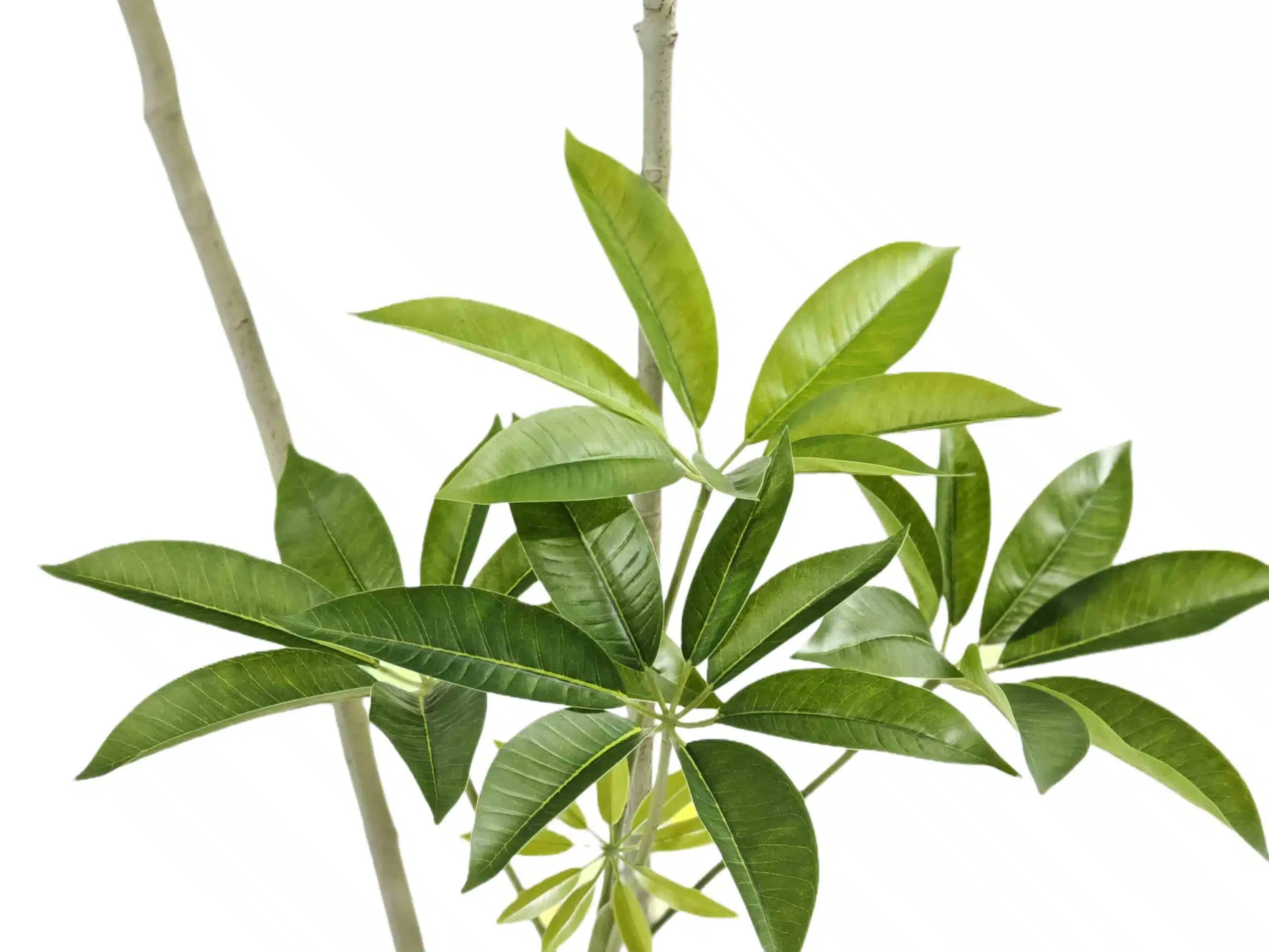 Wholesale Artificial Money Tree - Image 5