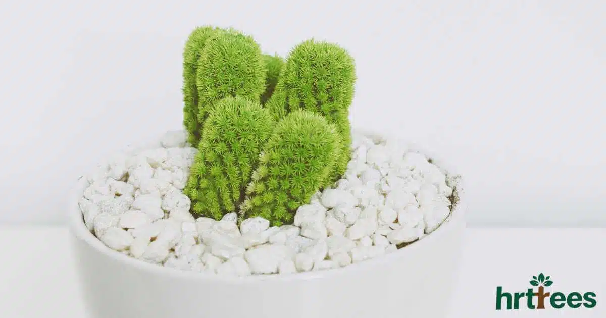 plant puns featured image