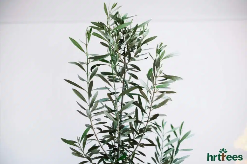 realistic artificial olive tree