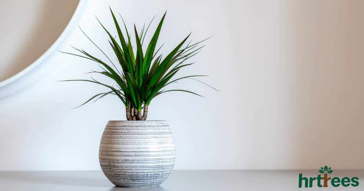 why are fake plants so expensive featured image