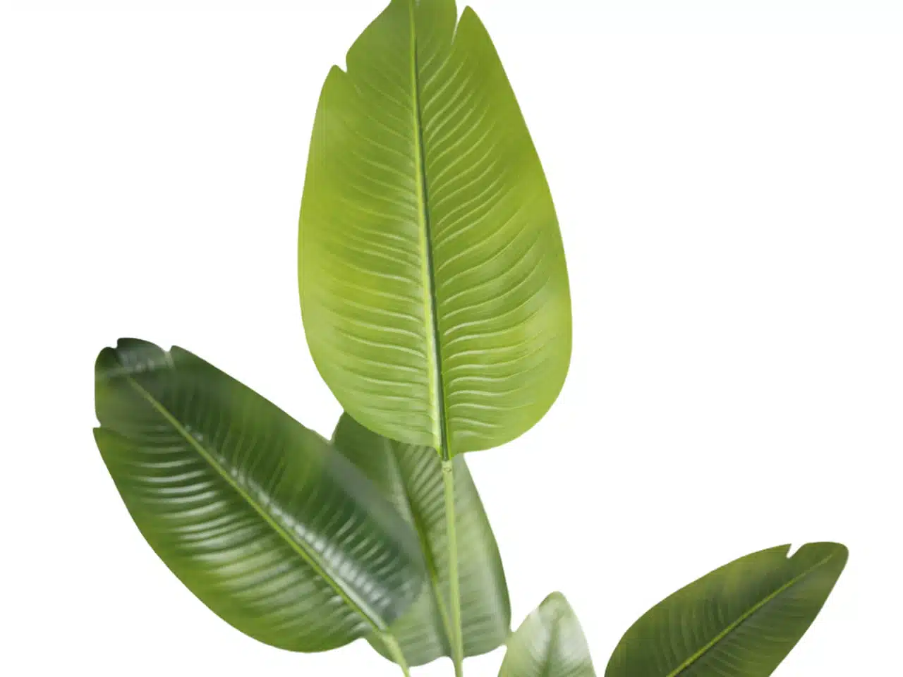 Customized Artificial Bird Of Paradise - Image 5