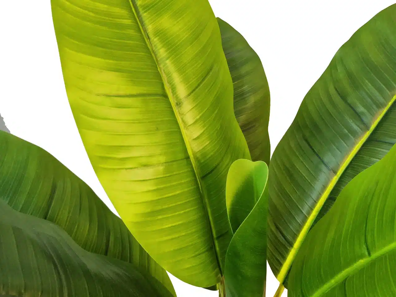 Artificial Banana Tree Indoor - Image 3