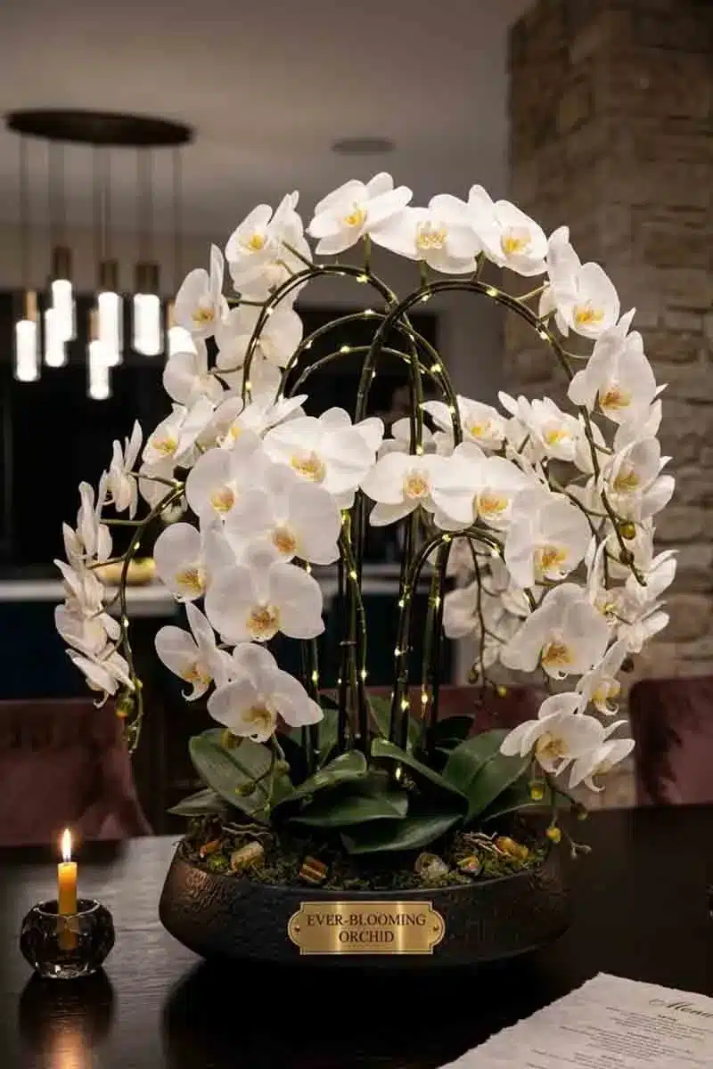 The Ever-Blooming Orchid