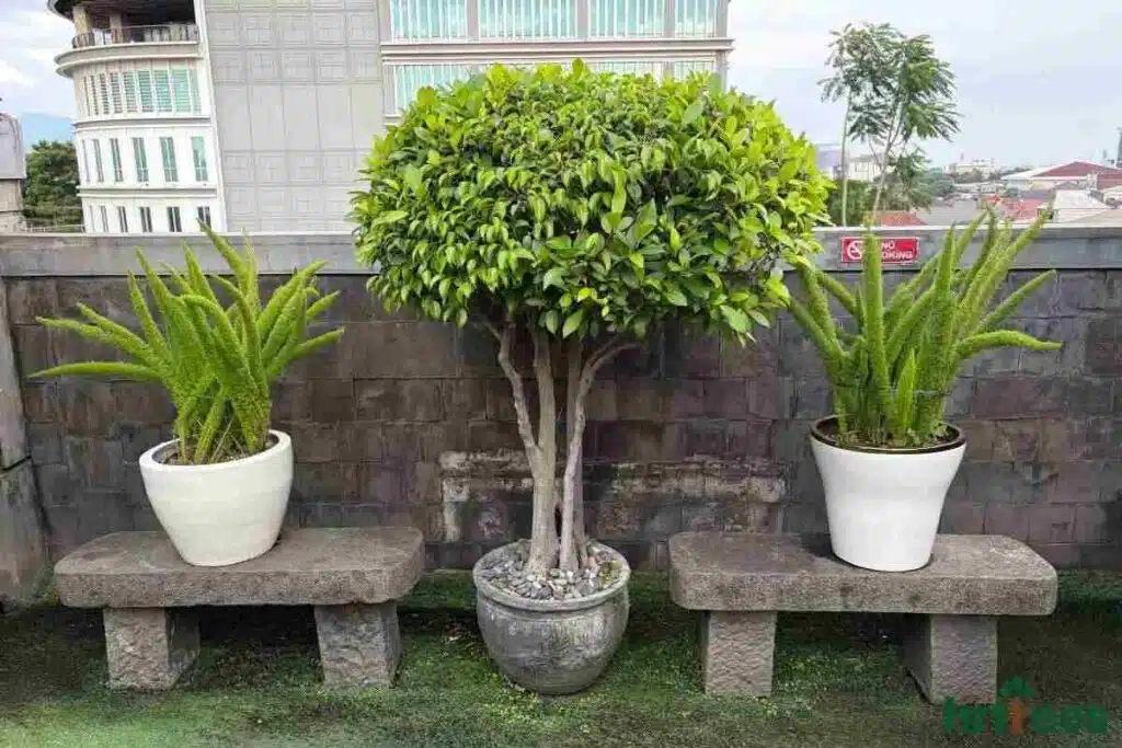 High-Quality UV-Resistant outdoor fake Plants