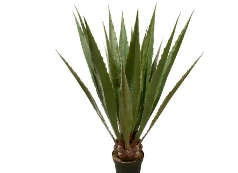 Faux Agave Plants