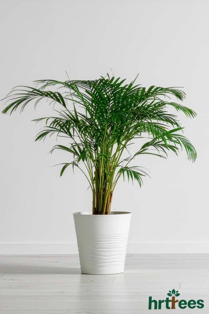 artificial Kentia Palm indoor