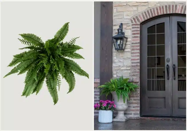 Fake Boston Fern