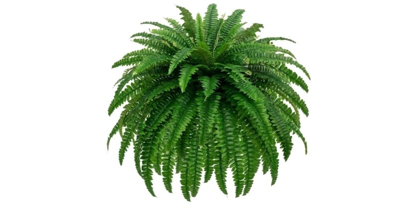 Artificial Boston Fern