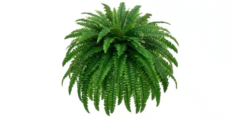 Artificial Boston Fern