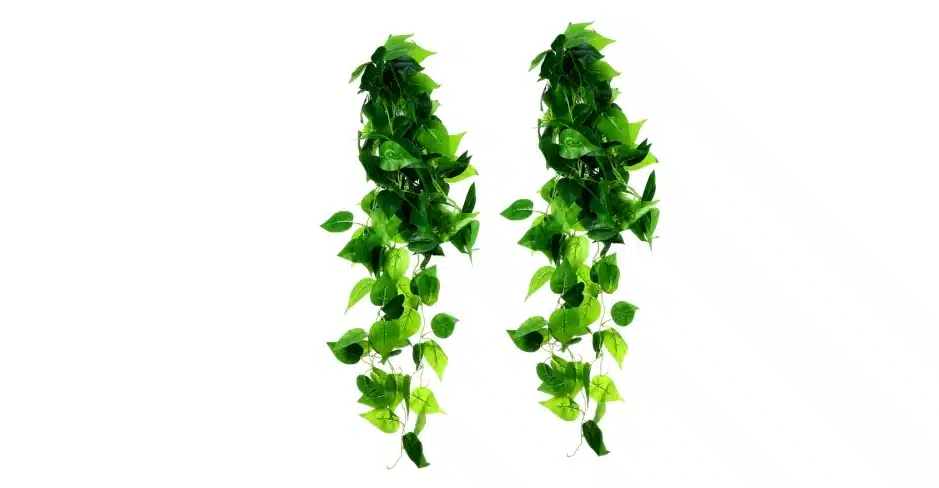 Fake Pothos Vine