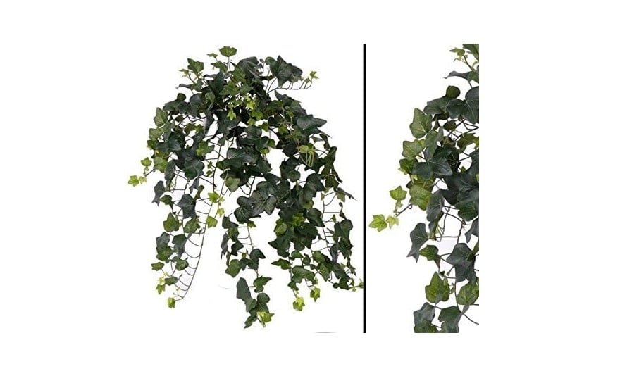 Fake Trailing Hedera/ Ivy