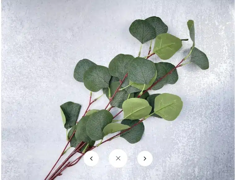 Faux Silver Dollar Eucalyptus