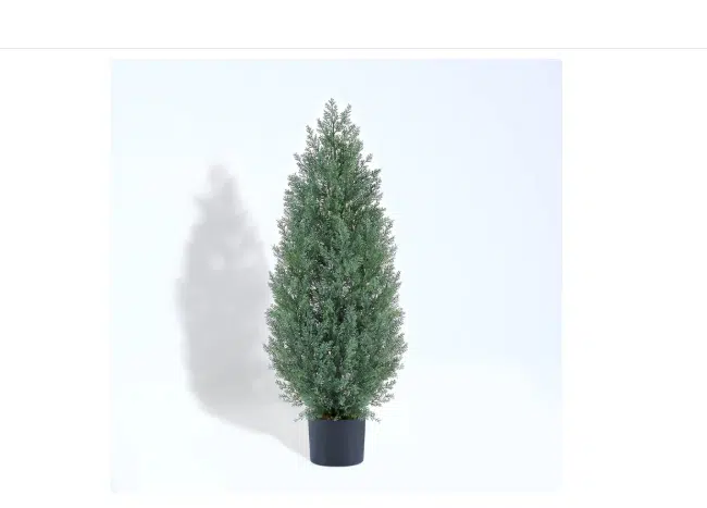 Faux Monterey Cypress