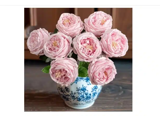Fake King Peony