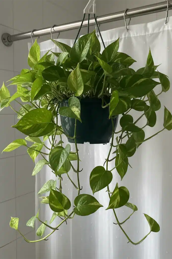 Drape Faux Pothos Over the Shower