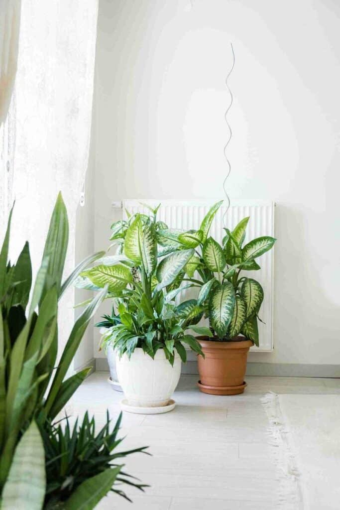 Medium-Height Plants