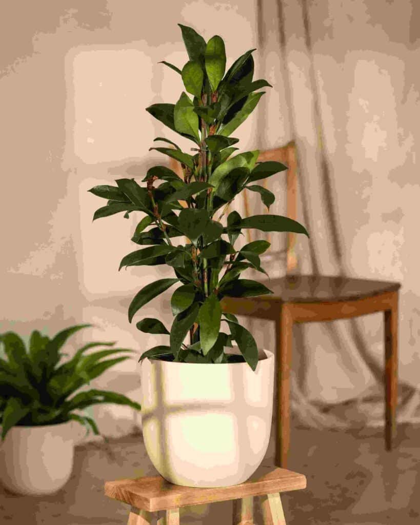 Artificial Plant on top of a wooden stool for Office Decoration