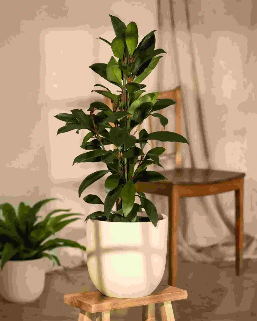 Artificial Plant on top of a wooden stool for Office Decoration