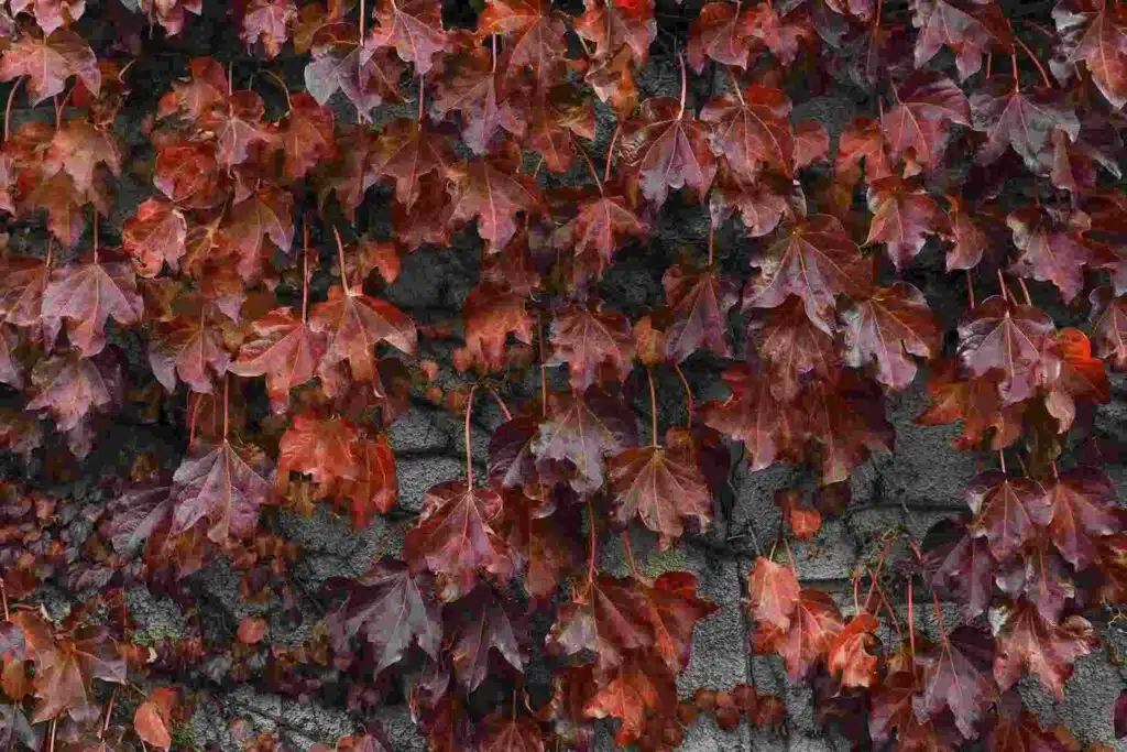 Artificial red plants Wall Project