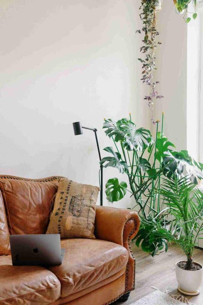 Bushy or Wide-Spread Plants
