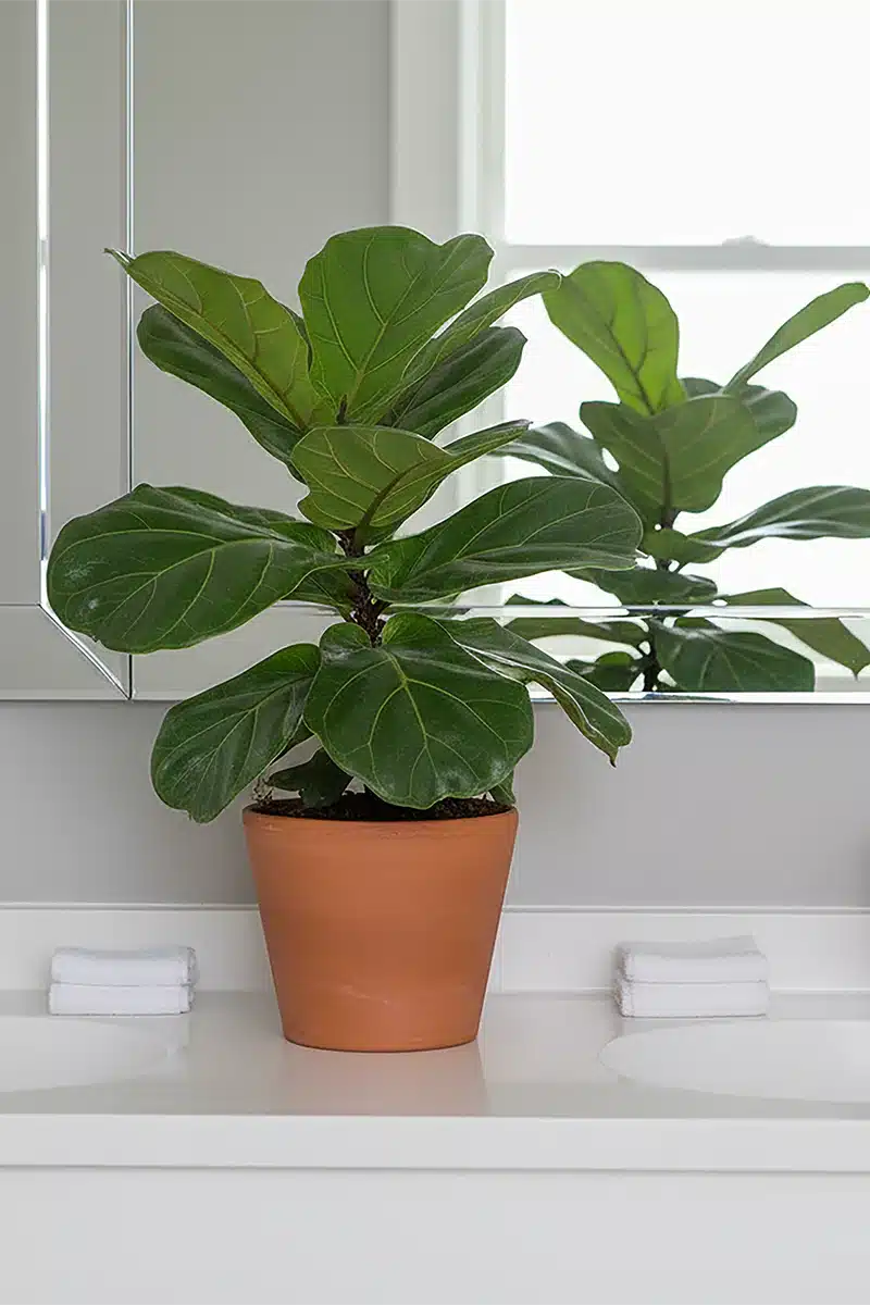 Lush Fiddle Leaf Fig to Soften Hard Angles