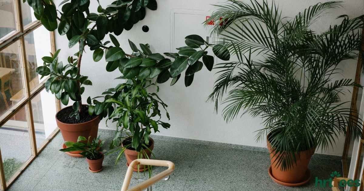 Artificial Plants for Home vs Commercial Use featured image