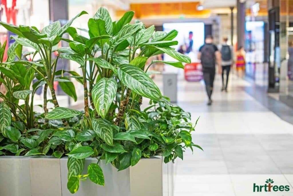 Artificial Plants in shopping mall