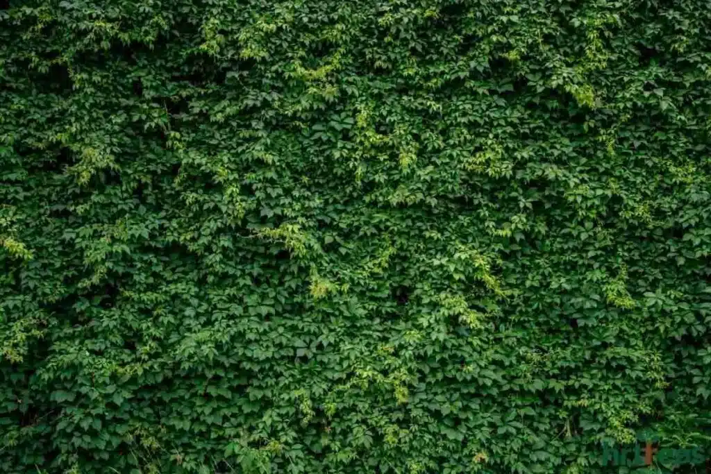 Artificial plant walls suitable for outdoor use