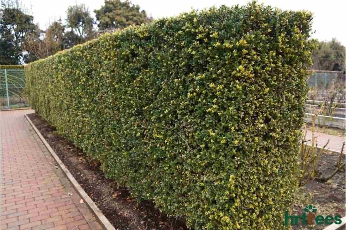 Boxwood hedge