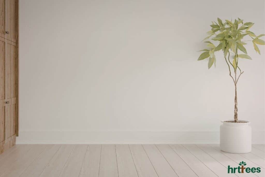 Bushy or Wide-Spread Plant on floor