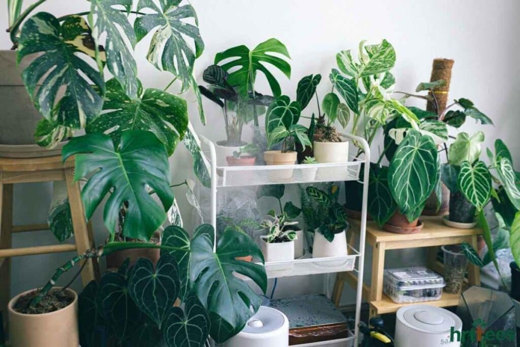 Different sizes & ages of Artificial plants