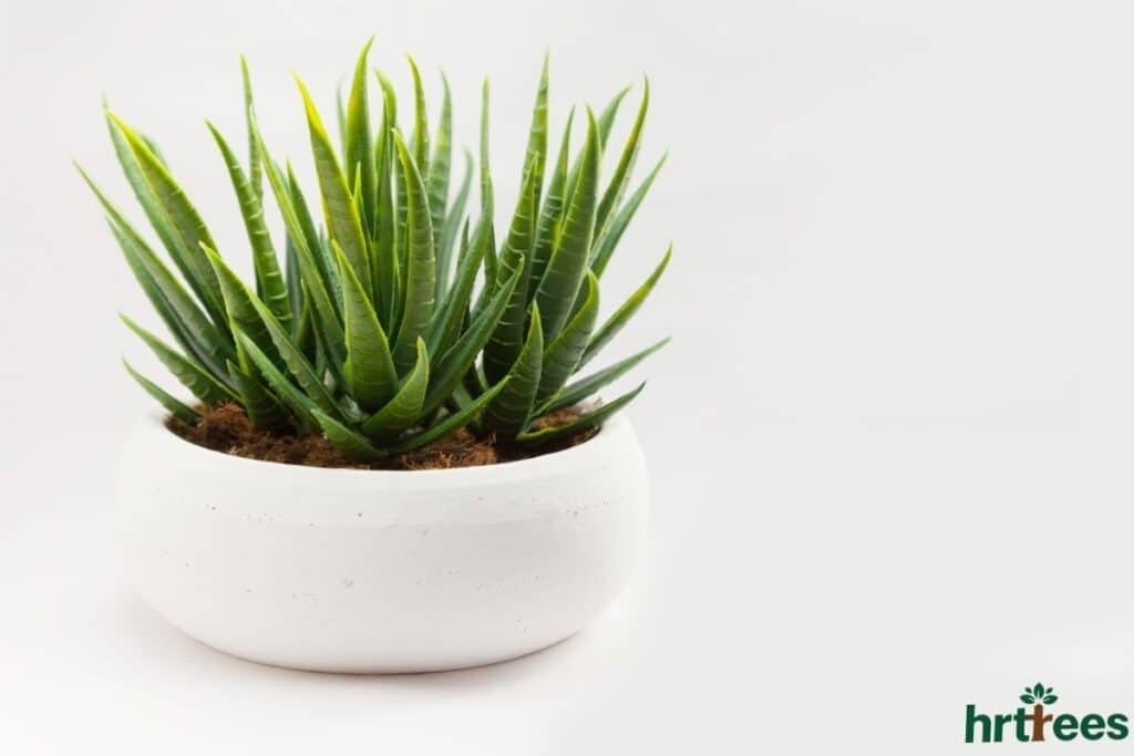 Fake flower plants