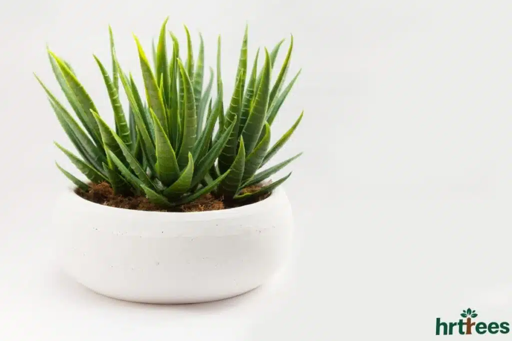 Fake flower plants