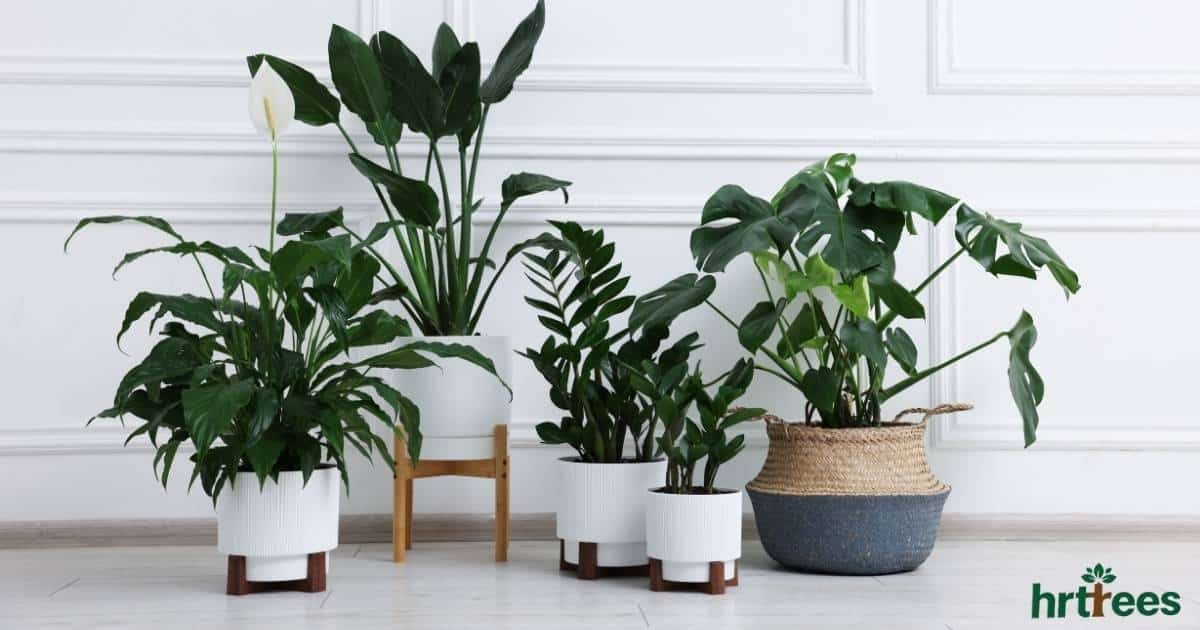 Fake vs Real Plants featured image