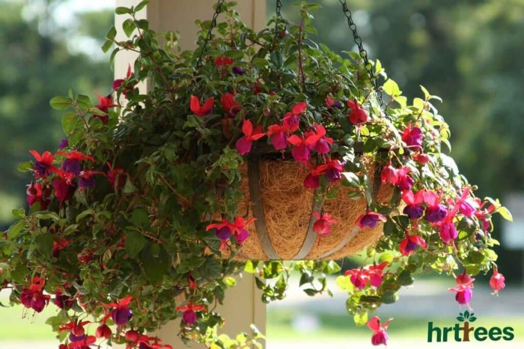 Faux Fuchsia hanging basket fake plant