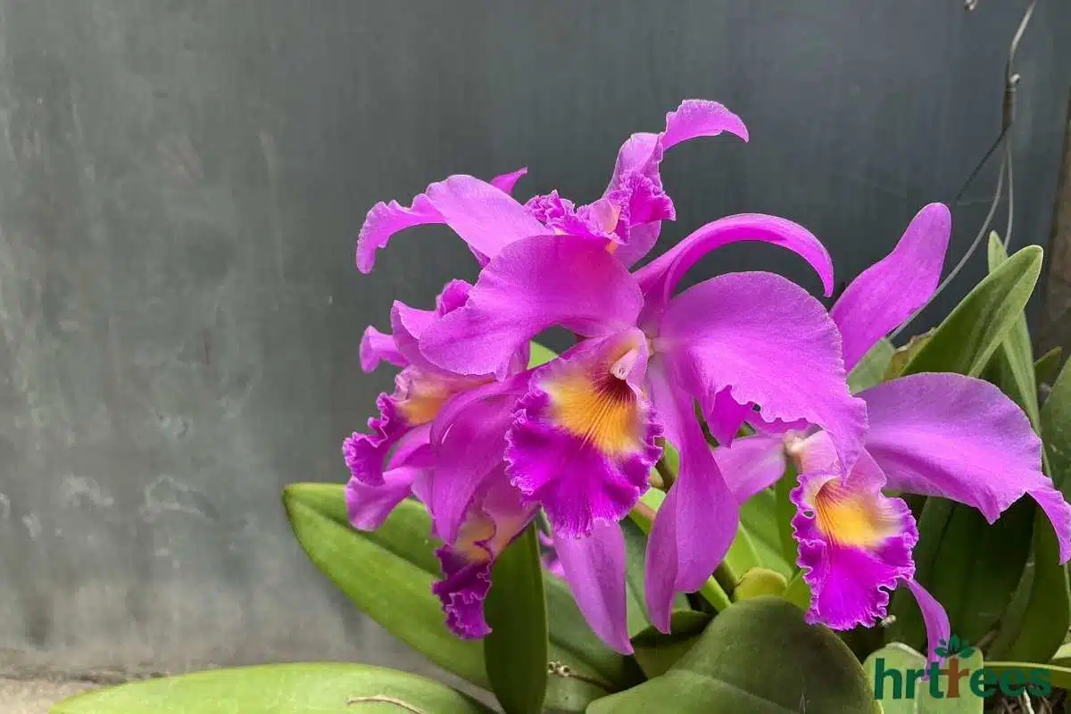 Faux Orchid for bathroom decor with fake plants