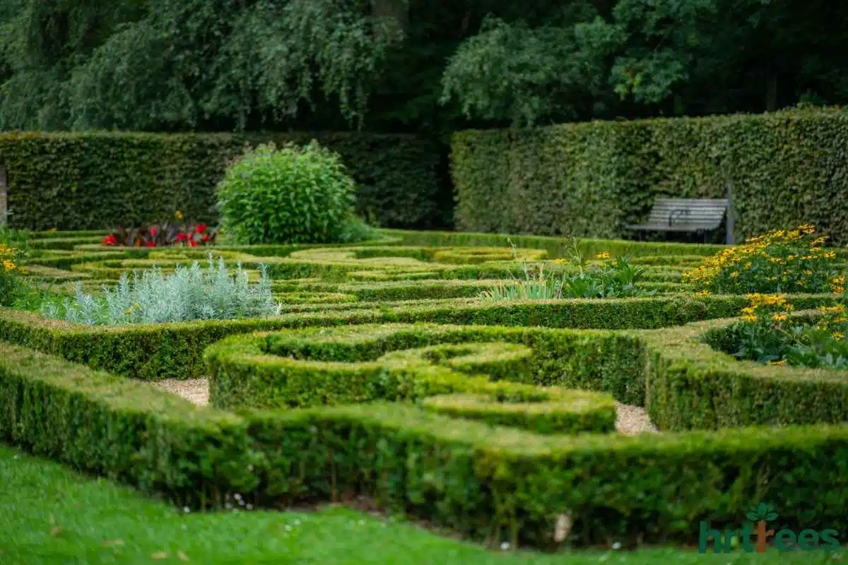 History of Topiary modern maze