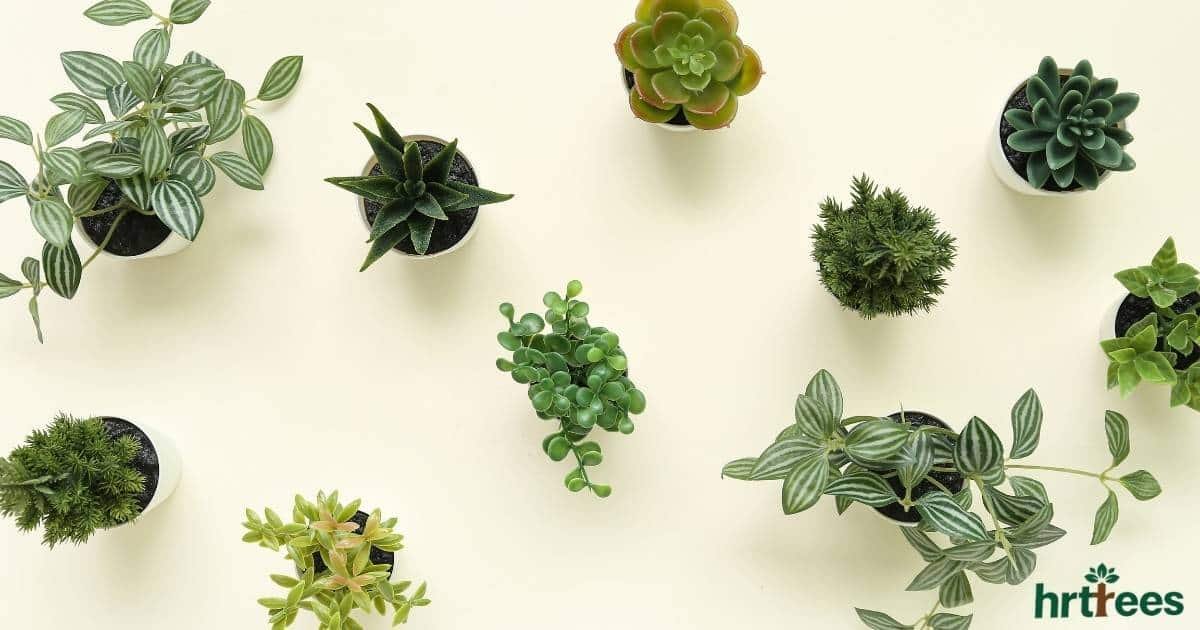 How Long Do Artificial Plants Last featured image