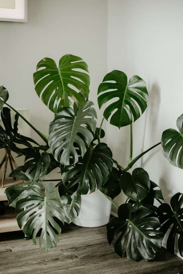 Hyper-Realistic fake plants