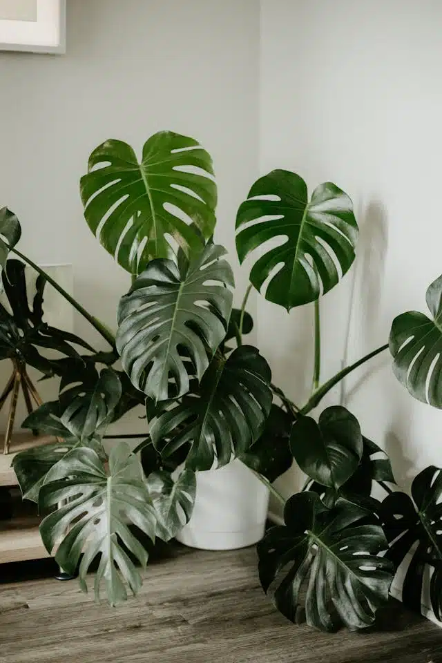 Hyper-Realistic fake plants