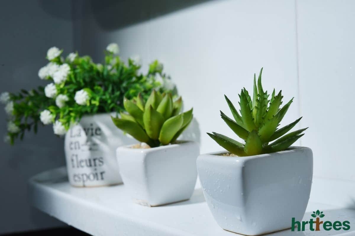 Mini Succulents on the Vanity