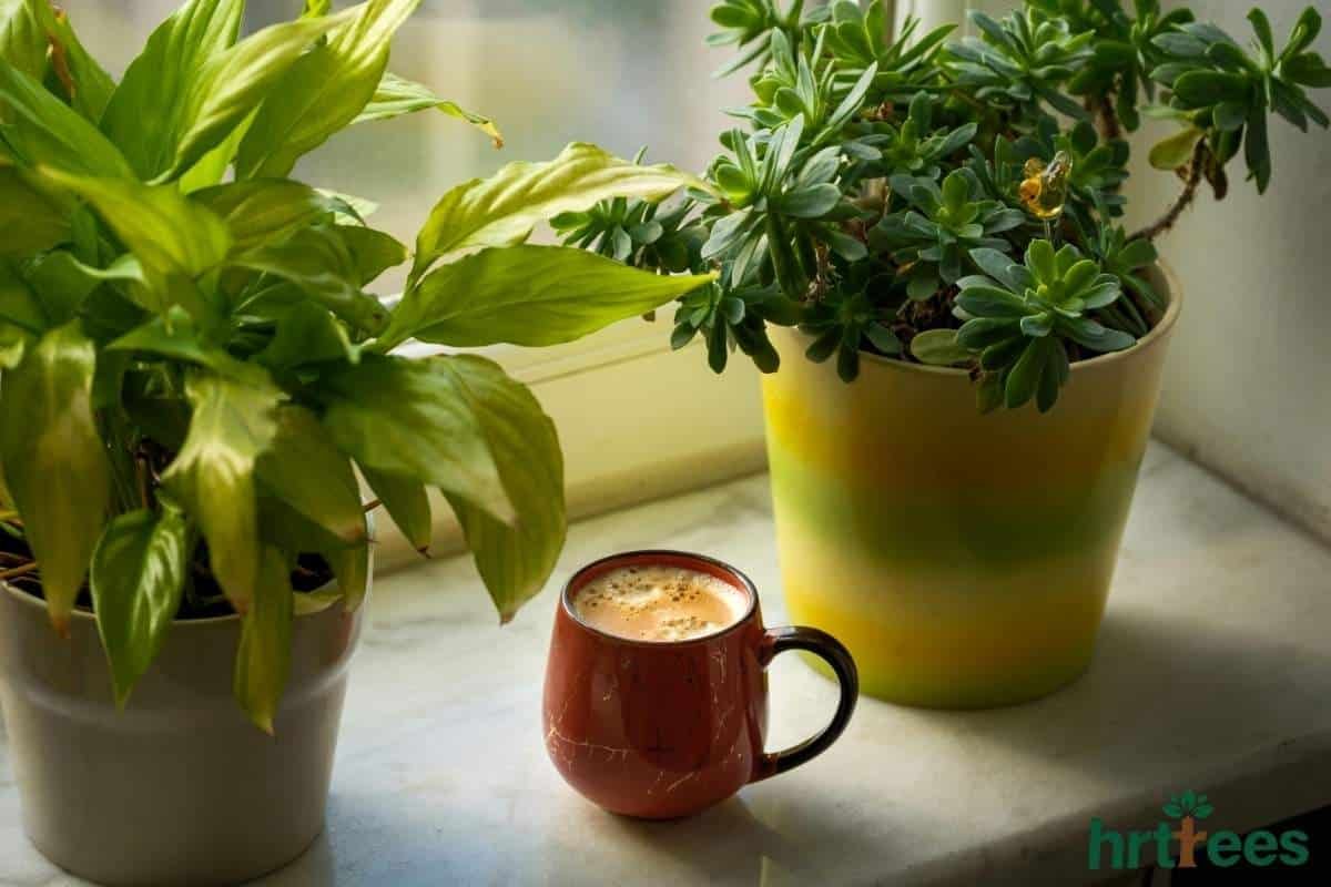 Real vs fake plant